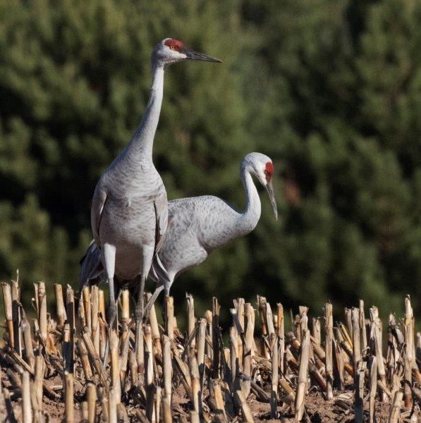 Sandhill Cranes
