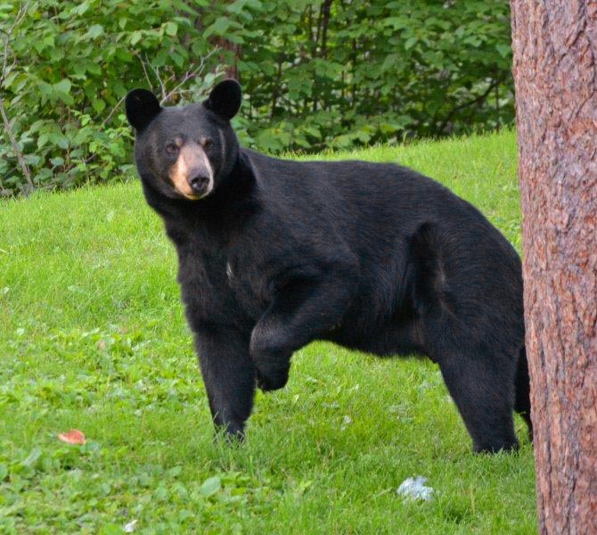 Lily - August 6, 2015