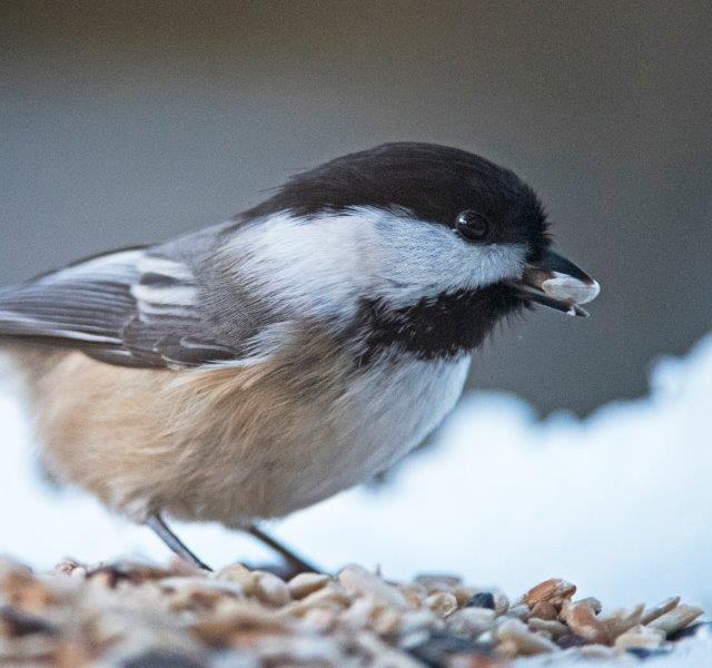 Chickadee