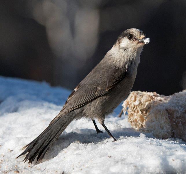 Gray Jay