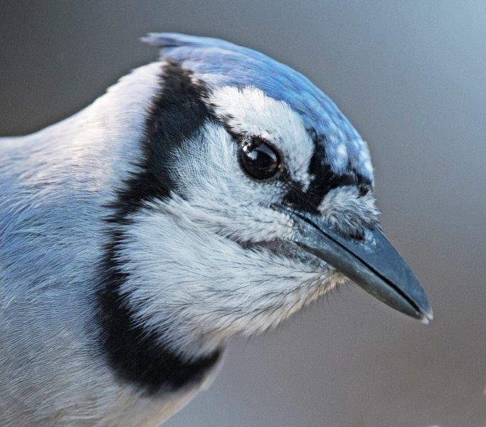 Blue Jay
