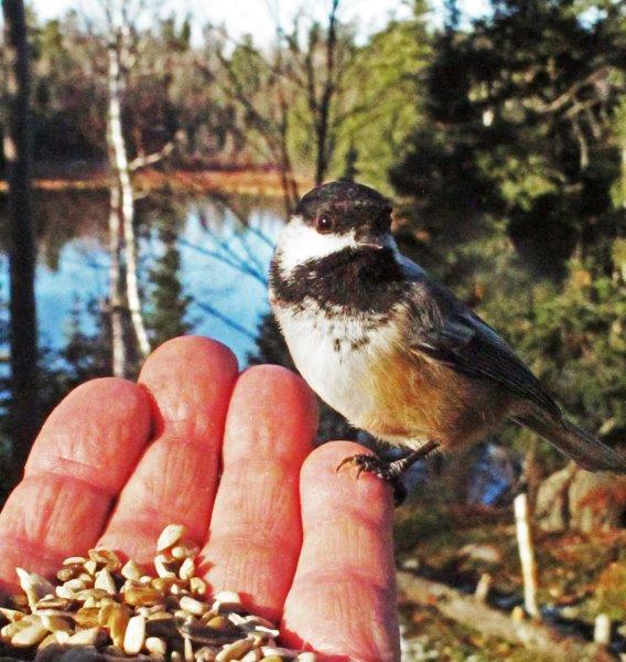 Chickadee in hand