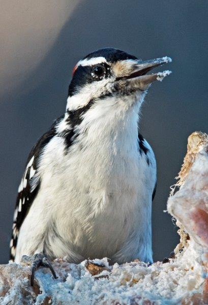 Hairy woodpecker