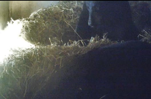 Holly and Lucky in their den