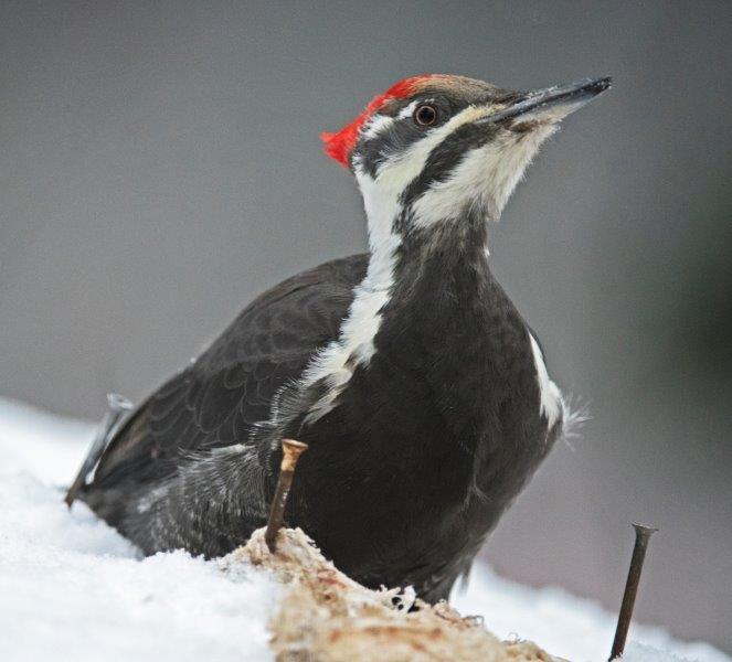 Female Pileated