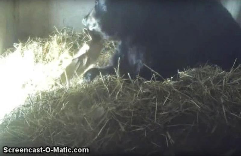 Holly entertains herself