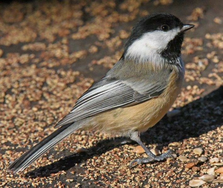 Chickadee