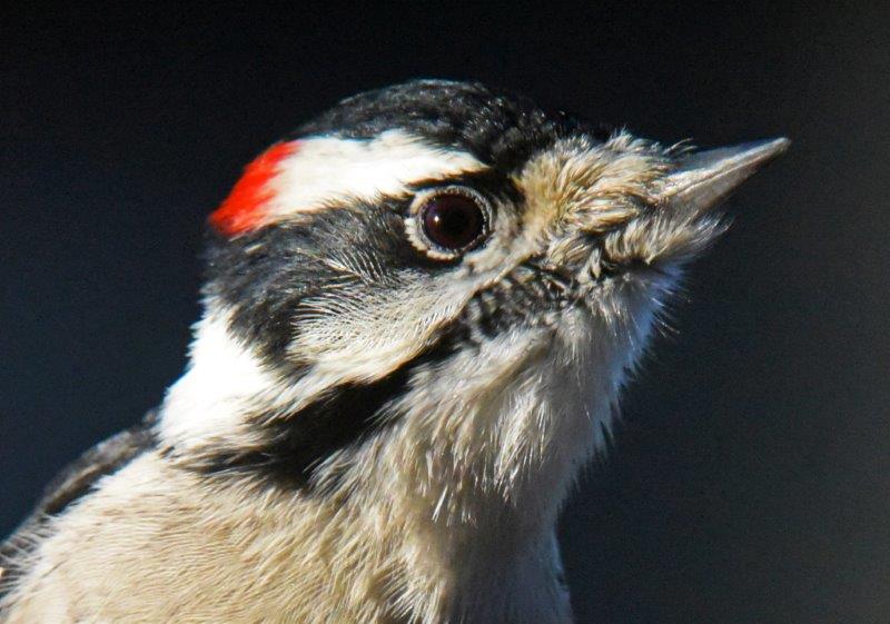 20151127 DowneyWoodpecker