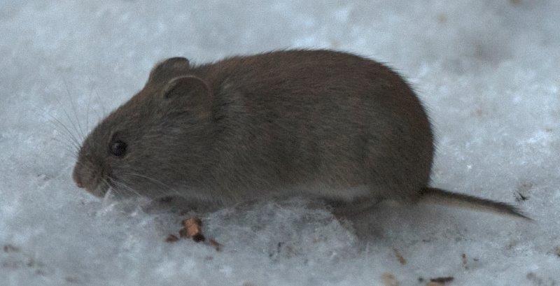 Meadow Vole