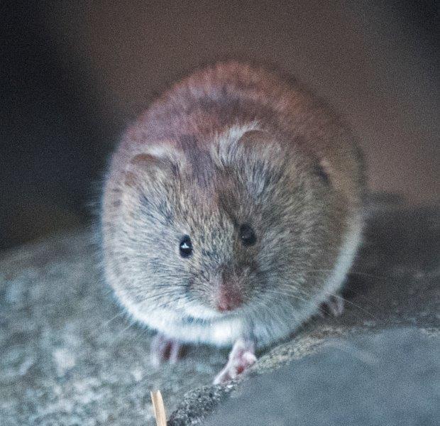Meadow Vole