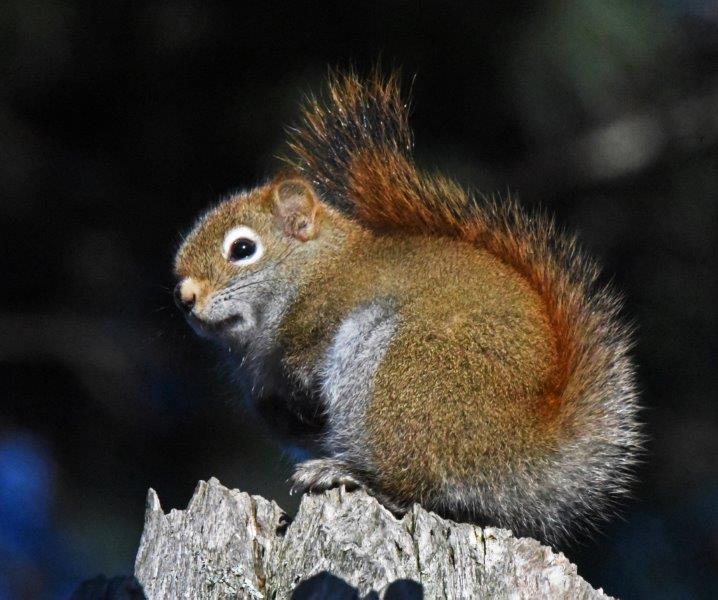 Red Squirrel