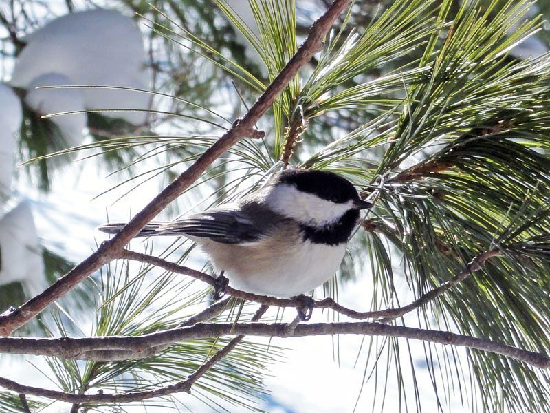 Chickadee