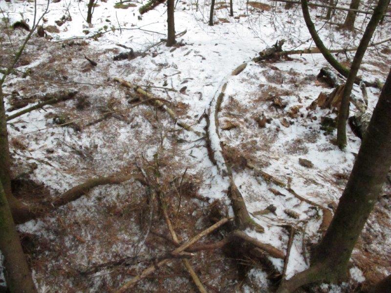 Lily raking outside her den