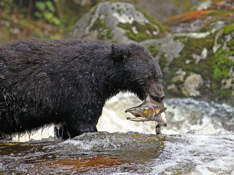 Kermode Black Bear with salmon