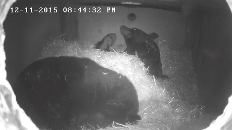 Lucky wakes up and scratches