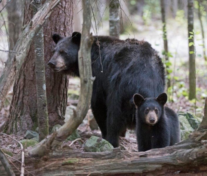 Shadow and Cub on August 17, 2015