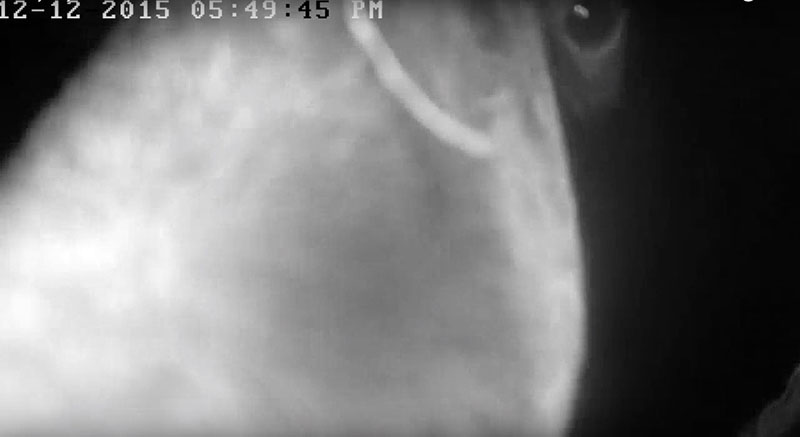 Holly nosing at the camera