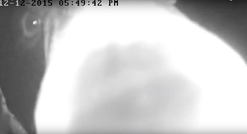 Holly nosing the cam