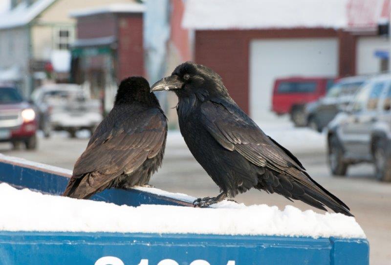 Ravens on dumpster