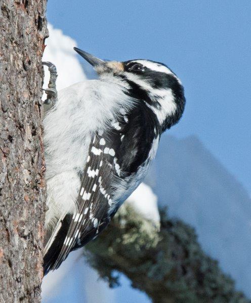 Hairy Woodpecker