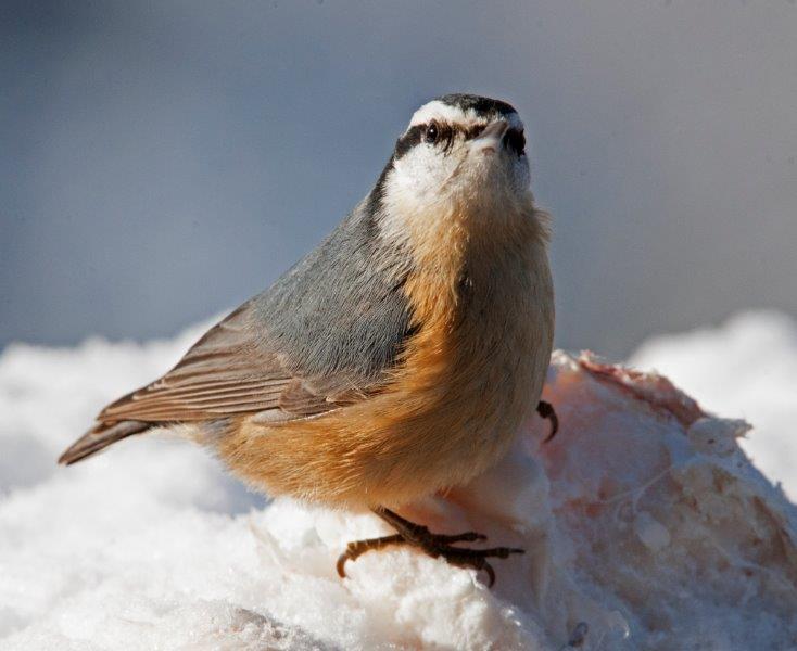 Red-breasted Nuthatch