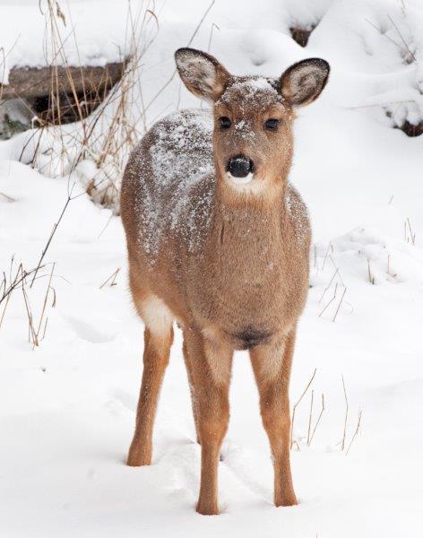 White-tailed Deer