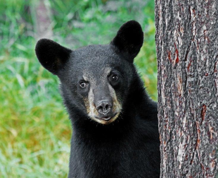 Porter - 6 months old (taken by Bear Course Attendee)