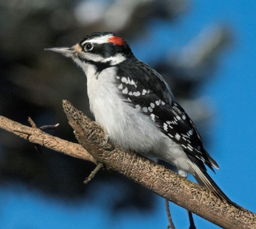Hairy woodpecker 