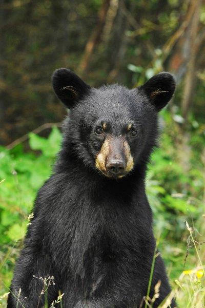 Fern - August 13, 2012