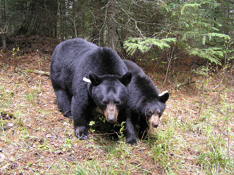 Mother Blackheart with Solo as a yearling - 5-17-05