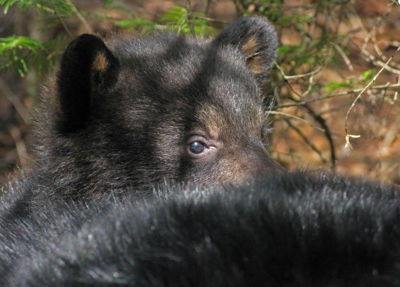 Jewel on June - April 16, 2009