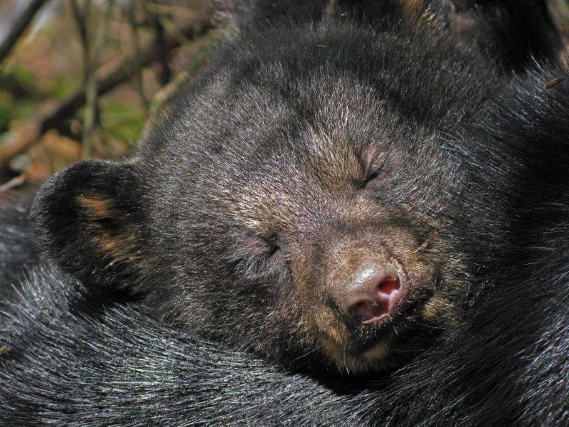 Jewel asleep - April 16, 2009