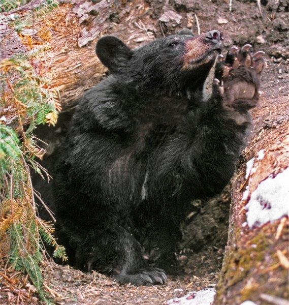 Dot and cub stretching - 04/03/03