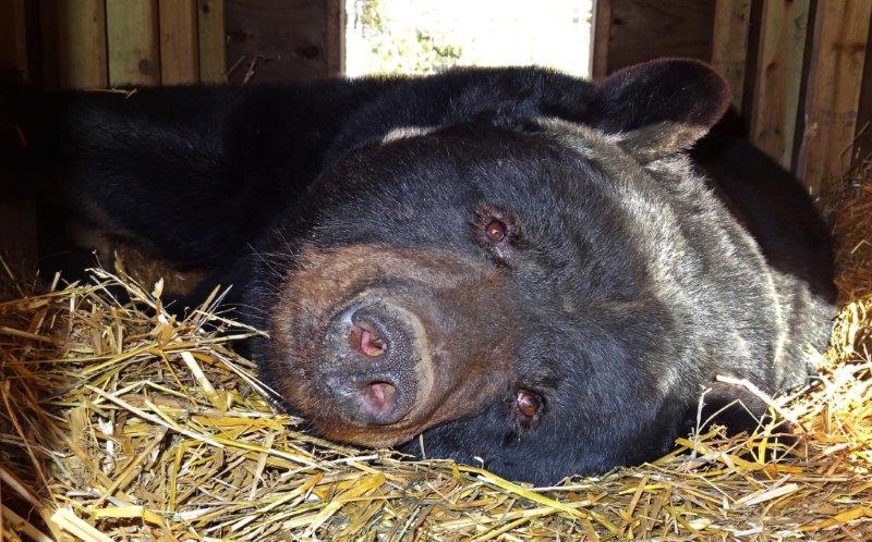 Ted in Chalet den - 11/02/12
