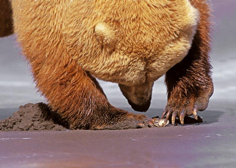 Grizzly using claws to open clamshell