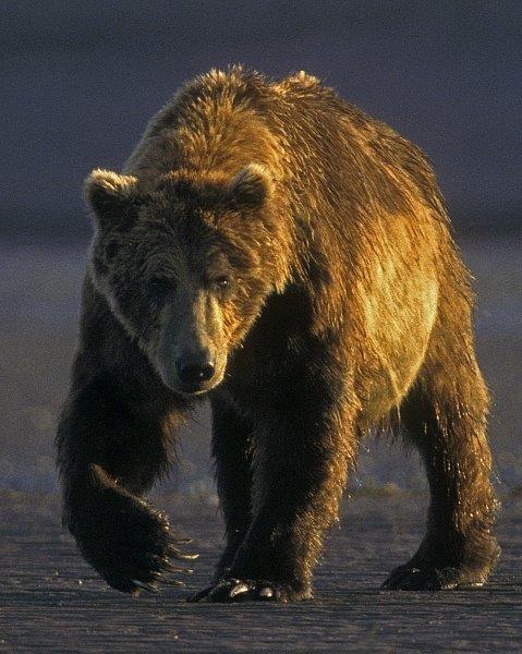 Grizzly at dawn
