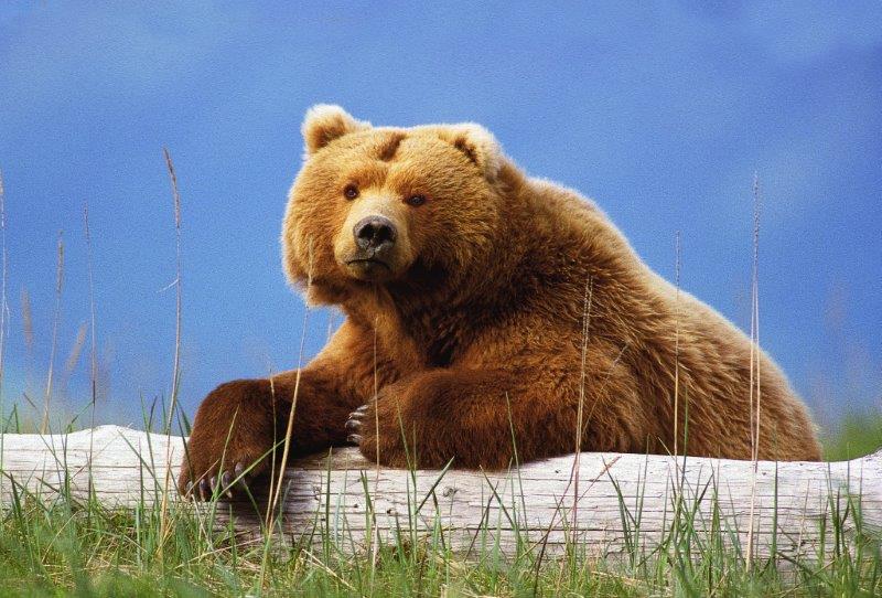 Grizzly on log