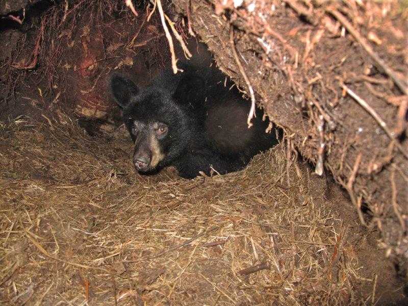 Hope in den - 12/31/2010