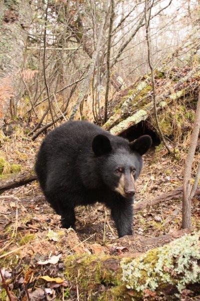 Hope at the den - 10/25/2010