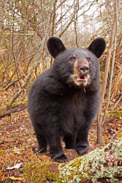 Hope at the den - 10/25/2010