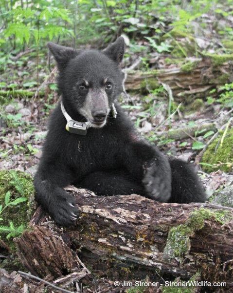 Hope taken by Jim Stroner - 7/10/2010