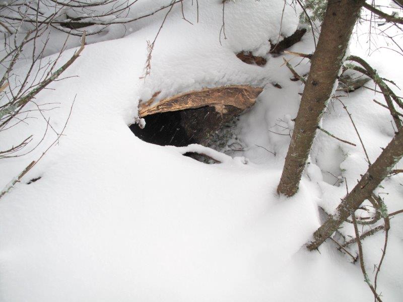 Lily's den - 12/4/2009