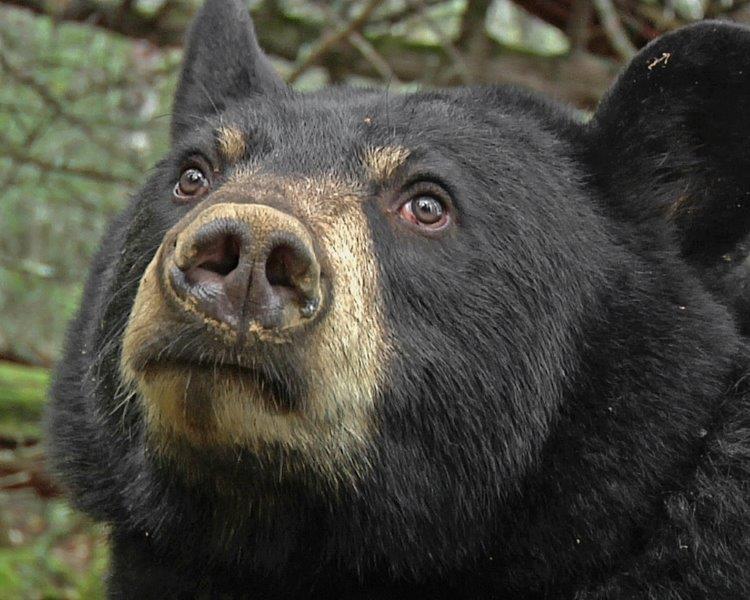 Lily the Black Bear - 10/1/2009