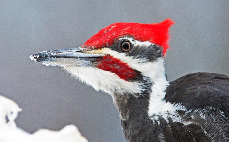 Pileated Woodpecker