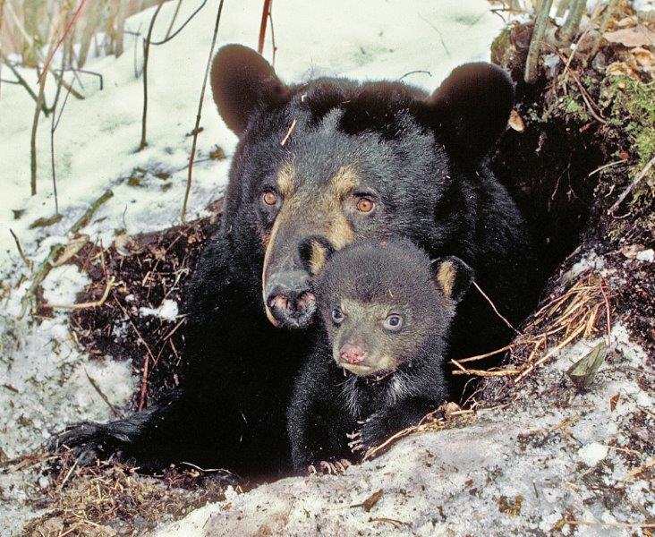 359 and cub emerging from den