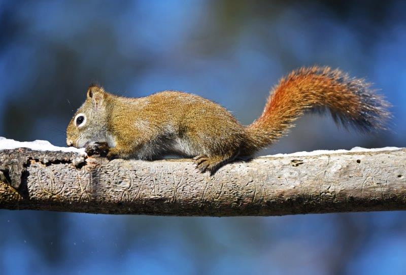 Red squirrel eating snow