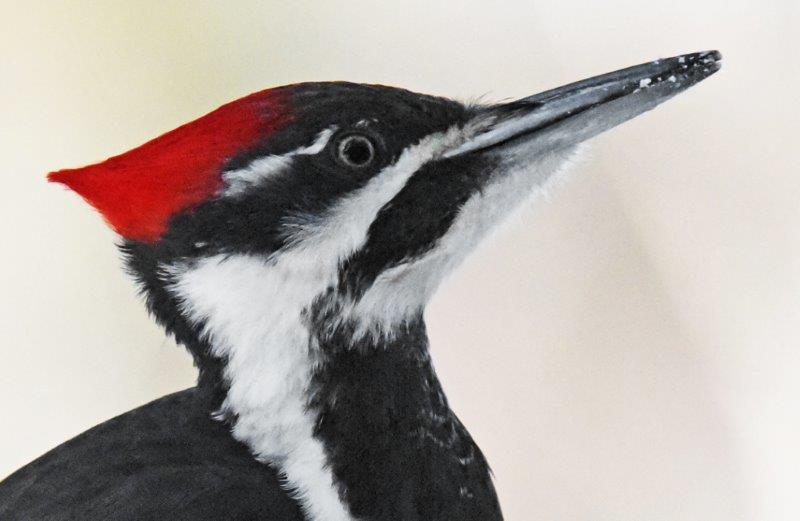 Pileated female