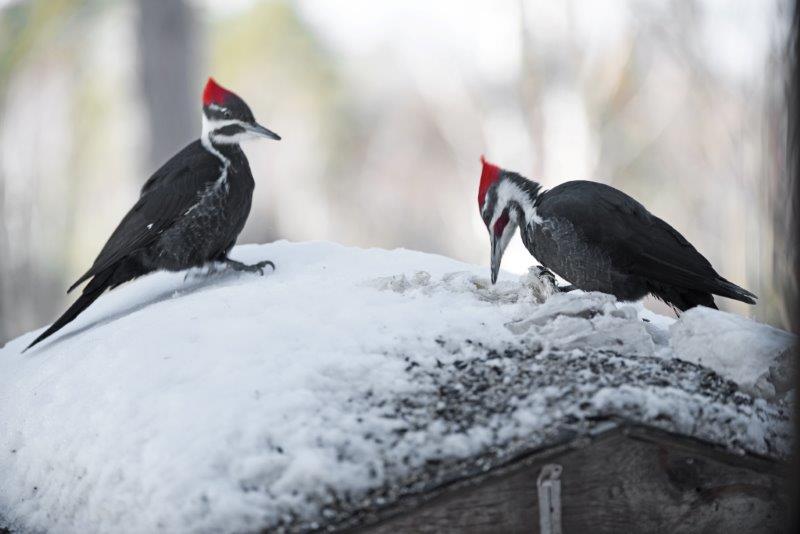 Pileated pair