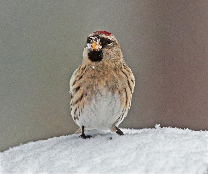 Redpoll