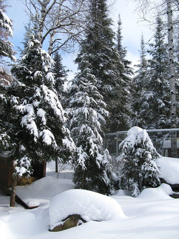 View from Ted's Chalet den